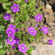 Blütenfoto Legousia speculum-veneris